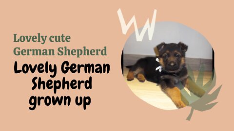 lovely German Shepherd