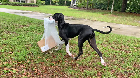 Clever Great Dane Puppy Figures Out Best Way To Carry A Big Box