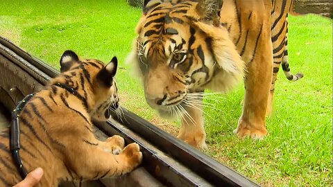 Cubs Reunited With Their Parents After Years!