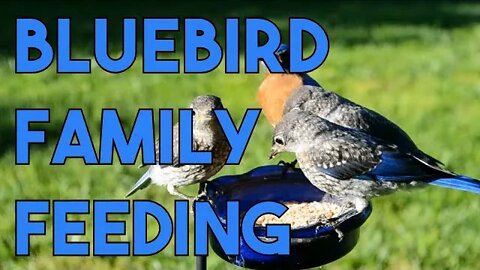 Bluebirds love mealworms! Feeding an eastern bluebird family. Up close footage.
