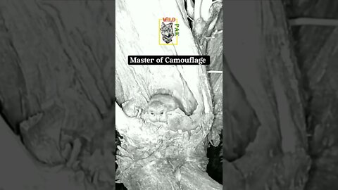 Master of camouflage #owl #trailcamera #camouflage
