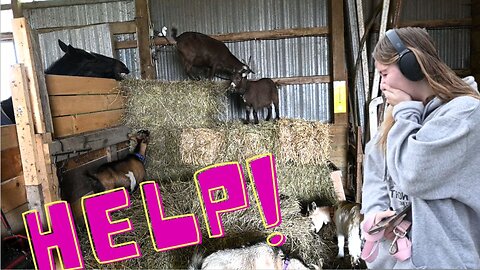 We Have Goat Problems.........Help!