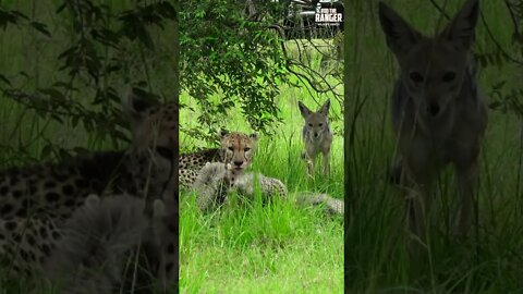 Jackals Disturb Cheetah And Cubs | Saturday #shorts