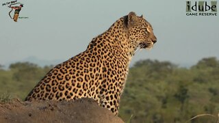 Hlab'nkunzi Female Leopard And Son, Sighting 7