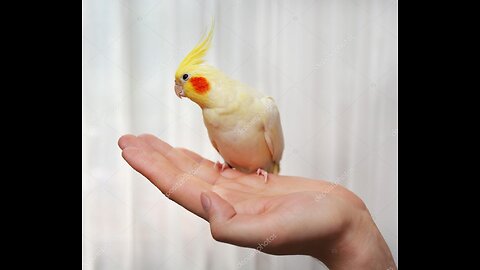 Baby Cockatiel is now able to Calmly Sit on Hand