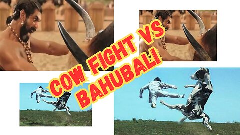 Cow Fight vs Bahubali 2