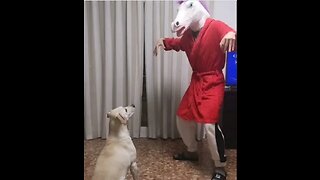 Curiquitaca Challenge With Dog⚫ Dog Reaction