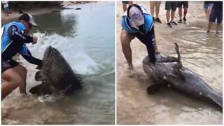 Australian fishermen catch GIANT grouper