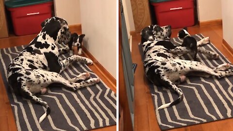 Sweet Great Dane is the most gentle doggy nanny ever