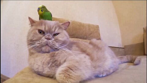 Kindest Cat Is Friend With The Irritating Parrot