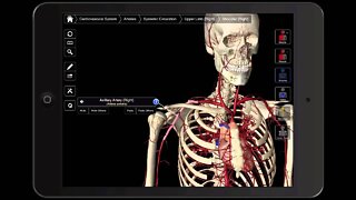 098 The Blood Supply To The Upper Extremities (Main Arteries)