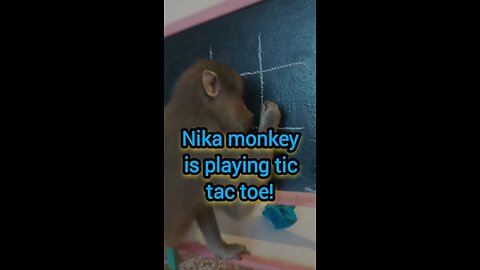 Nicka monkey is playing tic-tac-toe!