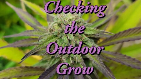 Checking the Outdoor Grow #Marshydro #TSW2000 #RootedLeaf