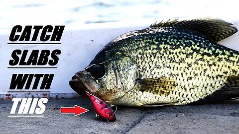 This LURE catch SLAB Crappie in the Fall (Lipless Crankbait) EP. 26 of 30 Day challenge