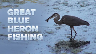 Great Blue Heron Fishing