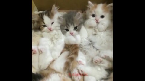 Very nice Baby cats