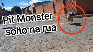 Pit Monster solto na rua