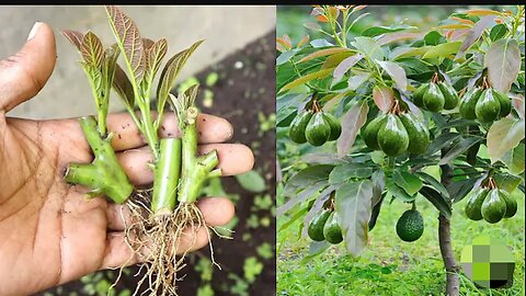 Grow avocado tree from cutting step by step for beginners.