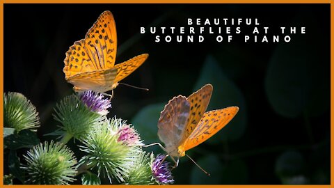 Beautiful butterflies to the sound of piano