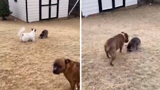 Pack Of Dogs Lovingly Play With New Baby Raccoon Addition