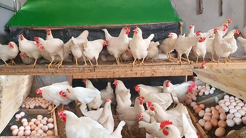 Broiler chickens cruelty | cruelty farm