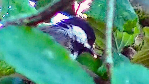 IECV NV #161 - 👀 Quick Look At A Chickadee And The House Sparrows 8-21-2015