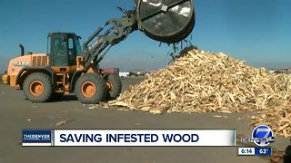 Colorado company turning beetle kill into organic bio-fertilizer