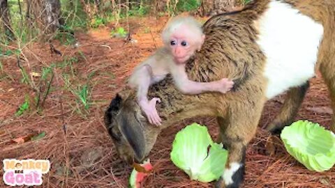 Baby monkey and goat like to eat watermelon or cabbage?