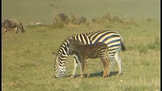 Zebra with spots filmed during safari in Kenya