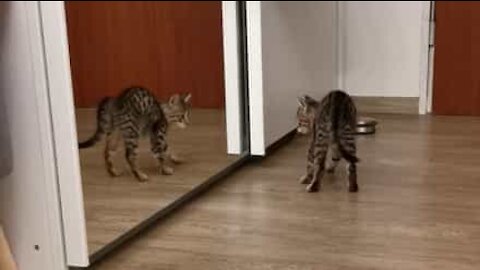 Kitten in dramatic battle with its own reflection
