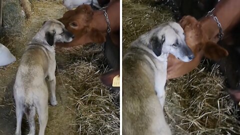 Dog and cow besties share an incredible bond