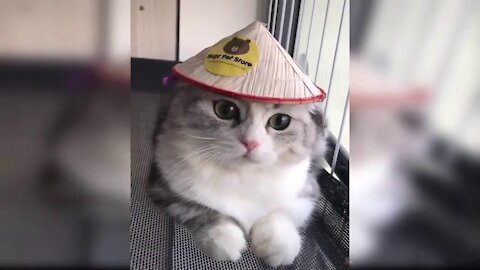 Very funny cats Watch this wonderful cat