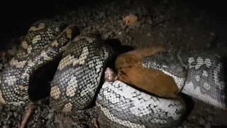 A python devours a possum