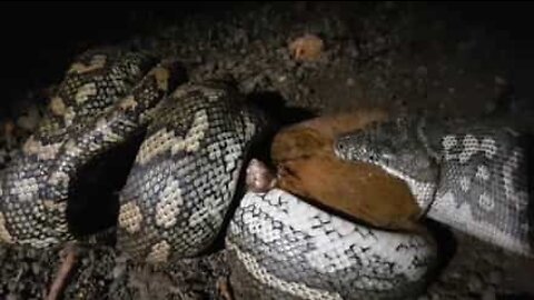 A python devours a possum