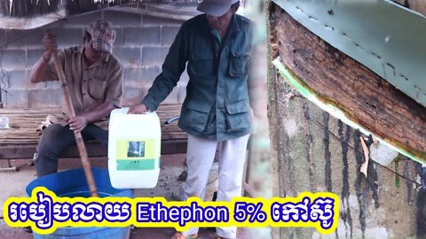 របៀបលាយថ្នាំ រំញោច Ethephon 5% សម្រាប់ដើមកៅស៊ូ/How to mix 5% Ethephon stimulant and paint on rubber