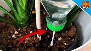 Put THAT in your PLANTS and WATCH WHAT HAPPENS 💥 (Automatic watering) 🤯