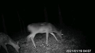 Four Deer Roaming In The Dark