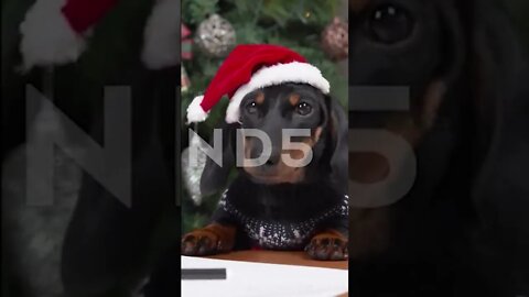 Dachshund Puppy Dog In Festive Sweater And Hat Is Going To Write Letter To Santa, Christmas, #shorts