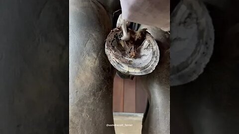 #samdracottfarrier #farrier #horsetok #asmr #oddlysatisfying #farmtok #horses #satisf