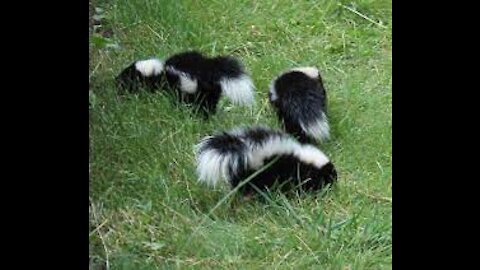 cute and adorable baby skunks trying to spray