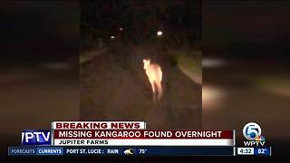 Missing kangaroo found safe overnight