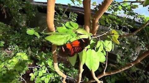 Butterfly House ~ Inside Look