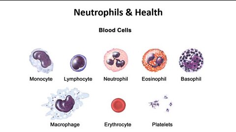 Testing and Understanding Neutrophils and Health
