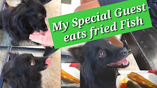 My Special Guest eats fried Fish