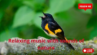 Instant relief from stress and anxiety, birds singing in the forest, healing music!