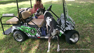 Happy Great Dane Can't Decide On the Golf Cart Or Off The Golf Cart