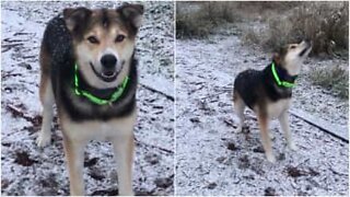 Ce chien s'amuse avec des flocons de neige