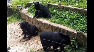Sun bears live in the zoo