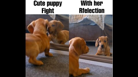 A puppy fight with her reflection in the mirror