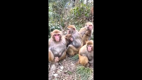 Funny Monkey Love Story (Part-5)
